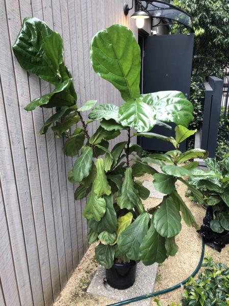 Large Fiddle Leaf Fig (Ficus Lyrata)