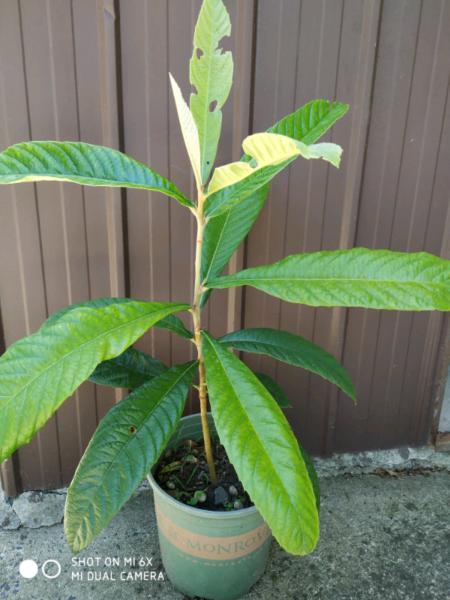 Loquat tree plant in pot