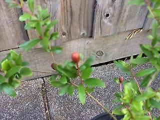 Pomegranate plant ( Punica granatum)