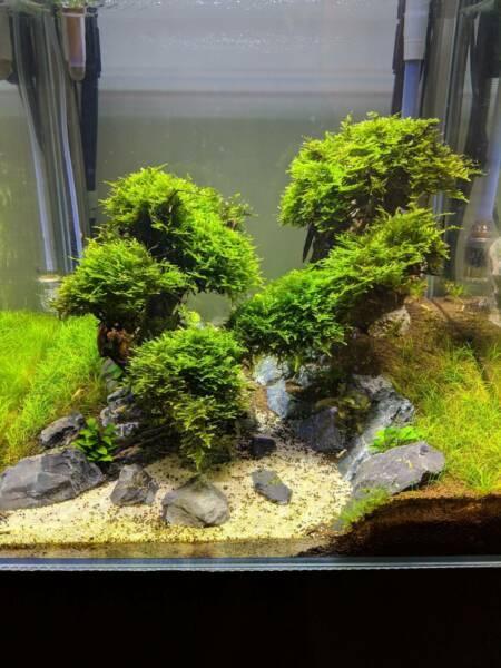 Mini Christmas Moss for Sale - $25 in Melbourne VIC