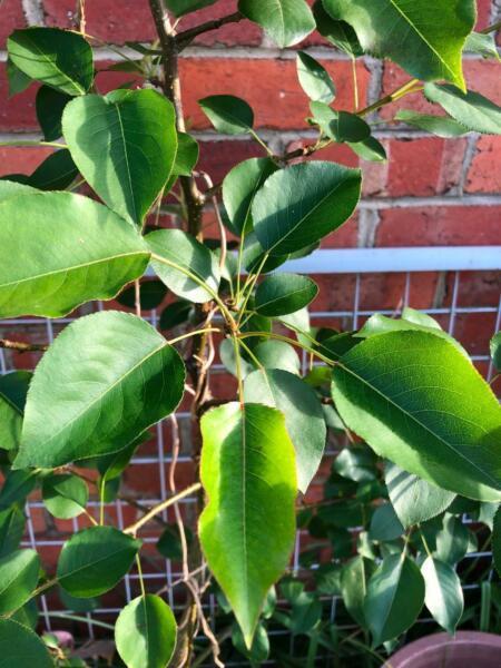 Pear tree for sale. Needs more space .More than three years old