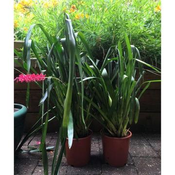Healthy Established Matchstick Bromeliads Flowering Plants in Pots