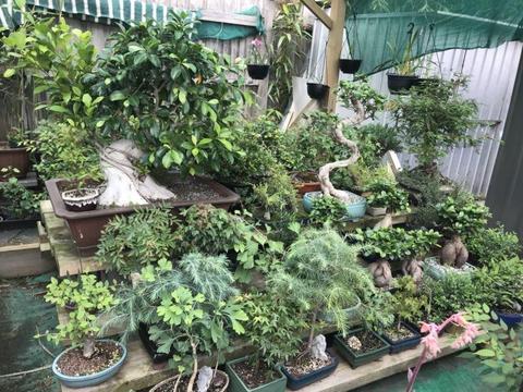 Massive bonsai. Discounted prices. Selling fast