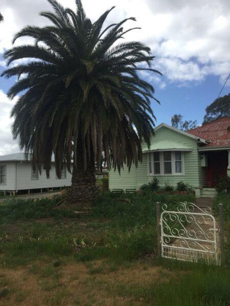 Palm tree for removal in Avoca Vic