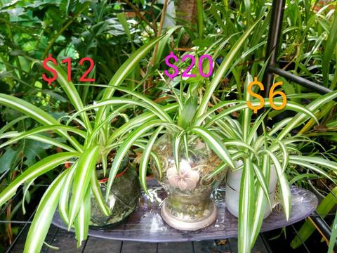 Spider plants terrariums, $6-$20 each, we will open on Sat & Sun