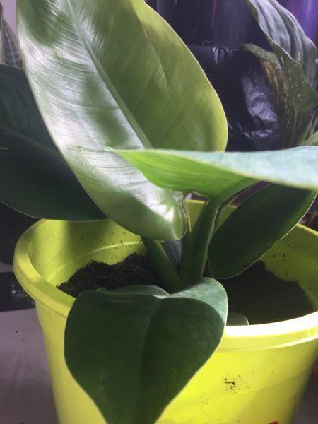 Philodendron Imperial green