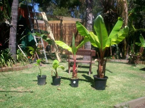 ABYSSINIAN BANNANA PLANTS FOR SALE