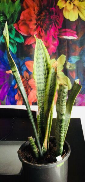 Snake Plant Leaves or cuttings