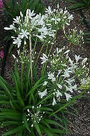 Agapanthus (Dwarf White) Plants