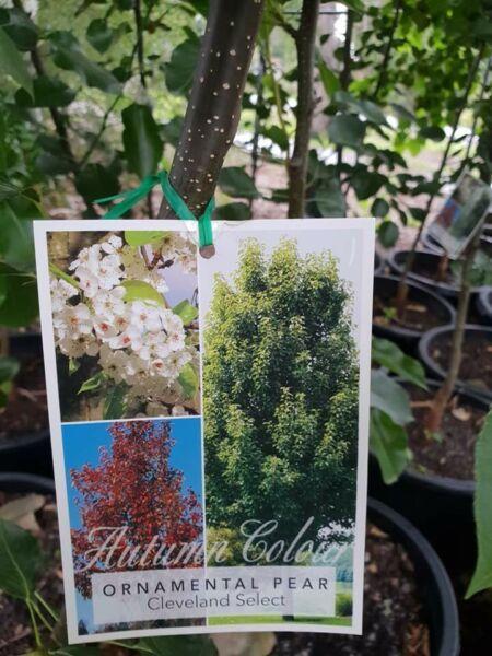 End of year Ornamental Pear Sale At Wholesale Plants Direct