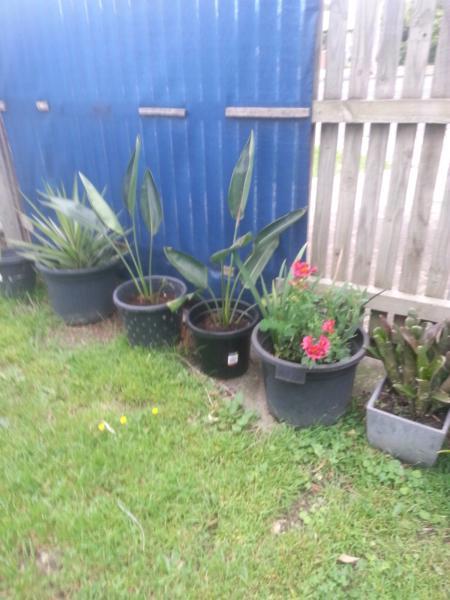 Lots of pot plants all for Sale