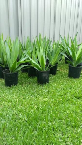 Potted yukka plants