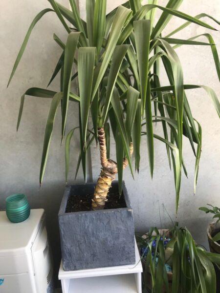 Indoor/outdoor plant and pot