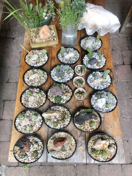 Cactus / succulent pots for sale