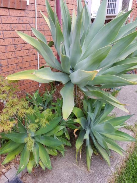 Agave Plants (10 years old)