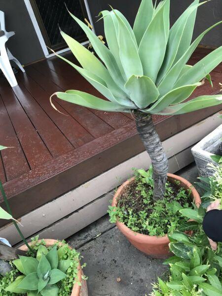 2 Agave plants for sale