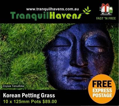 10 x 125mm Pots Minmow Grass (Zoysia Tenuifolia) $89.00 Free Post
