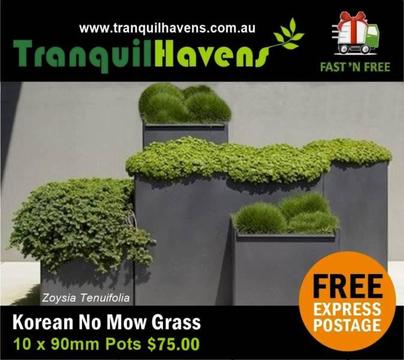 No Mow Grass-Free Post 10 x 90mm Pots (Zoysia Tenuifolia) $75