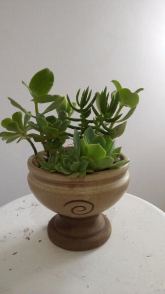Succulents in ceramic pot abstract