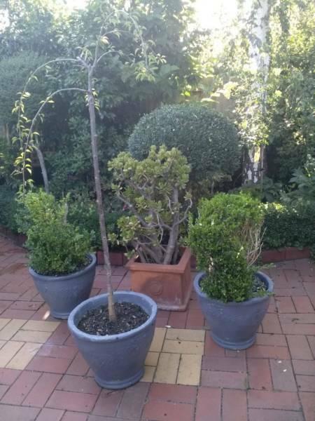 two box hedges in 1 foot radius concrete pots