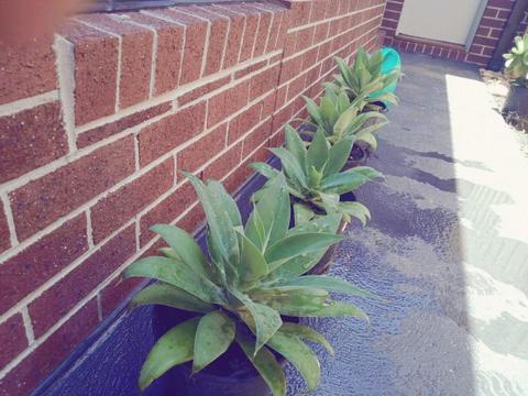 Agave and Succulent plants