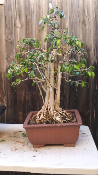 Queensland fig bonsai