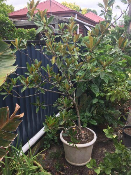 Magnolia, brown under leaf, 2 meters tall, in 60cm pot