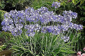 AGAPANTHUS BLUE WHITE GARDEN PLANTS $20 FOR 20 PLANTS SAN REMO
