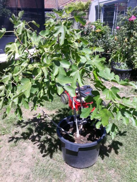 Very large fig tree