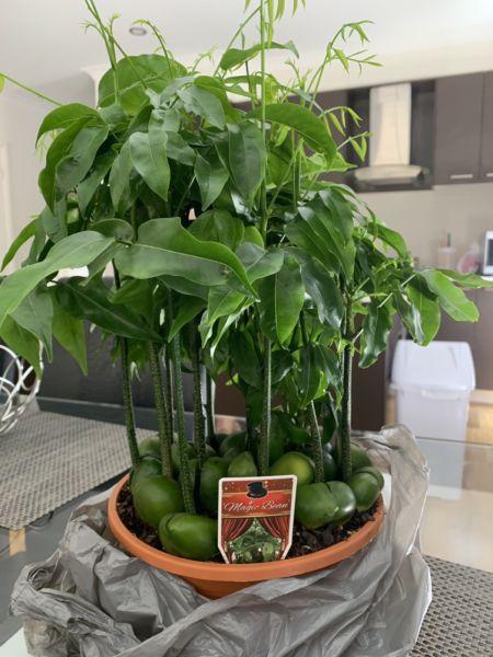 The Lucky Magic Bean Plant (Wonderful Gift)