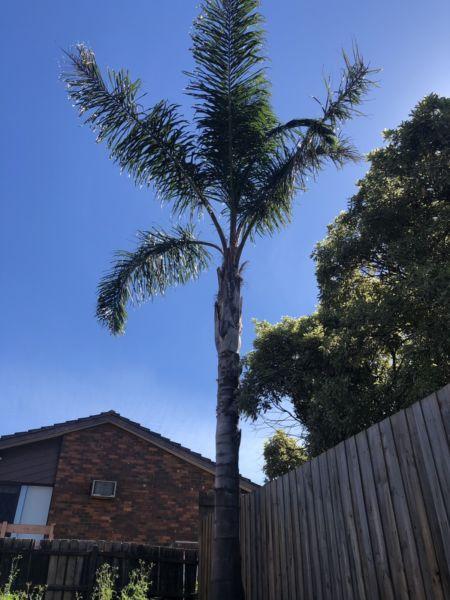 7 Palm Tree's (approx 11M high)