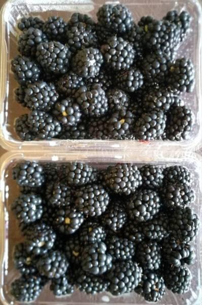 Fresh Fruit Blackberries for sale