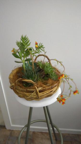 Succulents plants in cane basket pot