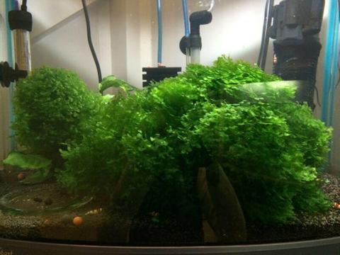 Subwassertang-Large Portion-Live Fresh Water Plants
