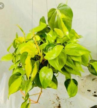Philodendron brasil cuttings