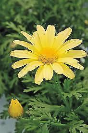 Yellow Flowers Daisy Plants