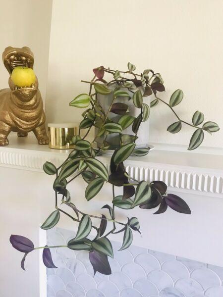 Large wandering Jew plant with concrete planter