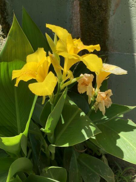 Cannas: Red, Yellow, Orange