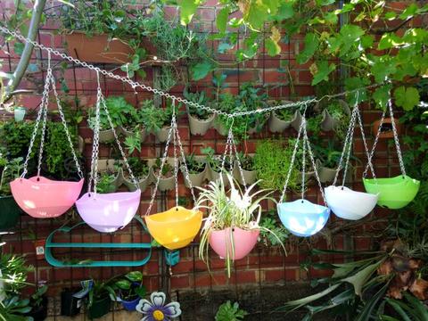 Plastic selfwatering hanging basket, $20 each with spider plants