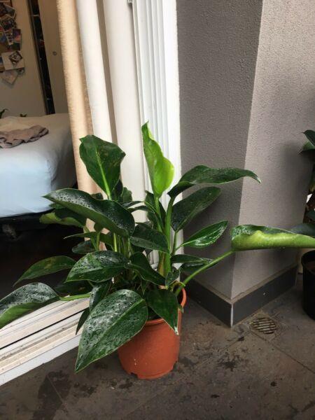 Philodendron Congo - lush and large