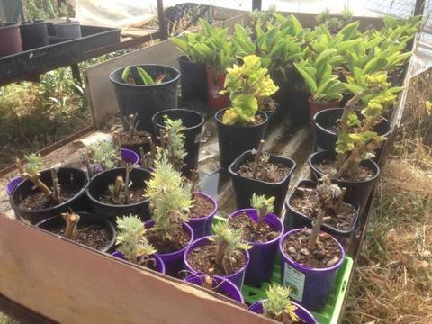 Assorted infant plants for sale - NEED TO GO ASAP