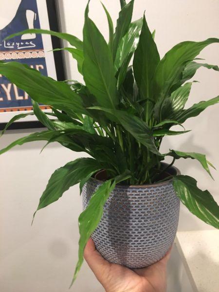 Peace Lily in blue and gold ceramic pot