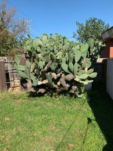 PRICKLY PEAR x2 very large tress