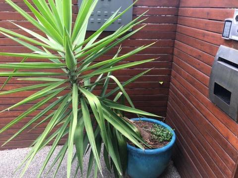 Yucca plant in pot