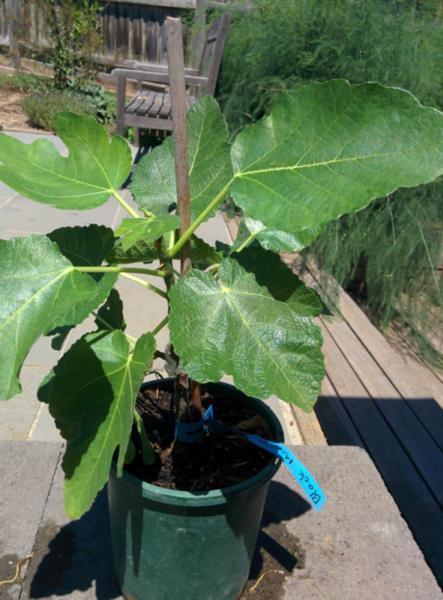 fig tree (black mission, very prolific, commercial variety in US