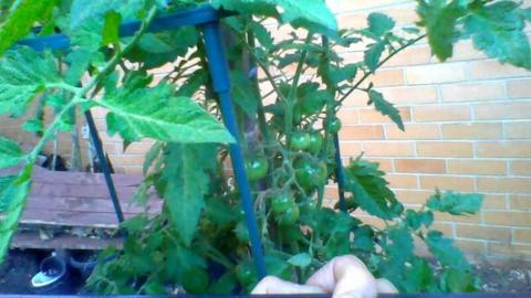 Sweet Cherry Tomato Plant. now only $49. Fruiting, Magnificent