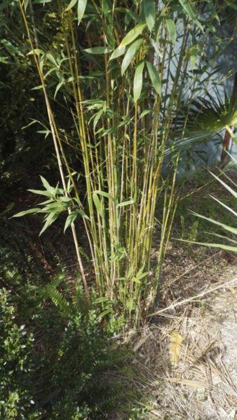 Gracilis Clumping Bamboo plants