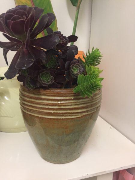 Glazed quality plant pot with purple cabbage rose succulent