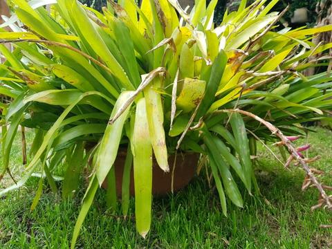 Bromeliad - Very large established plant