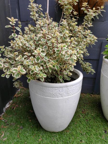 Bushy plant in large pot